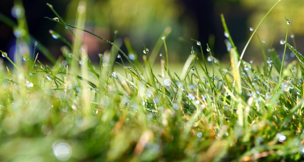 signs of overwatering grass