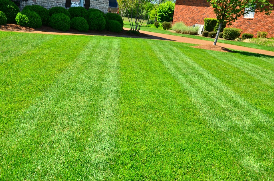 lawn-care-toronto-markham-lawn-disease-brown-patch-landscaping-prevention-mylandscapers-my-landscapers-landscaper-richmond-hill