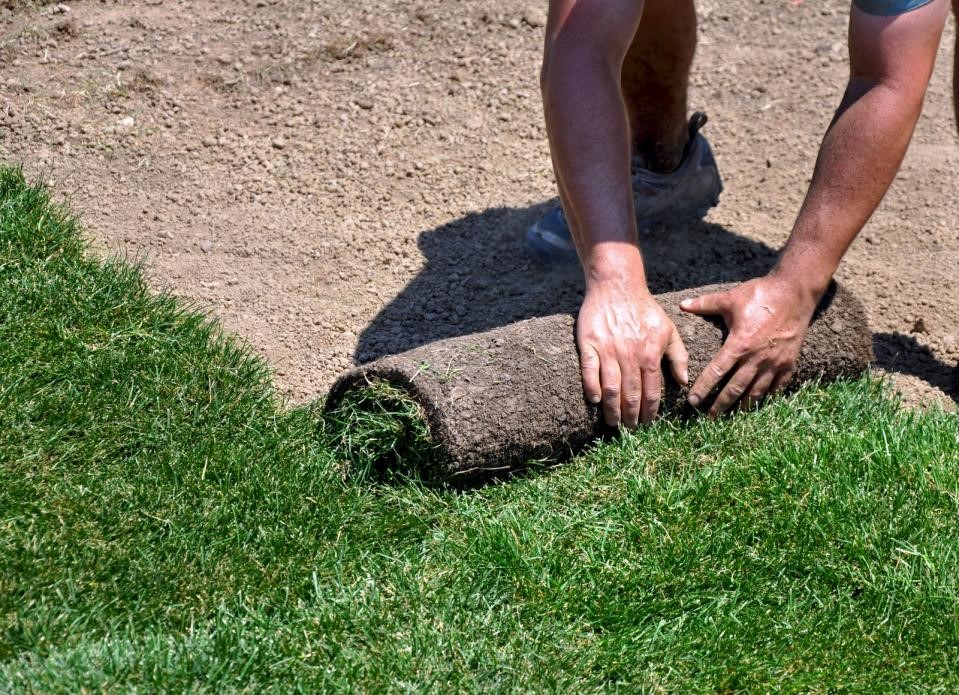 new sod care (fresh sod)