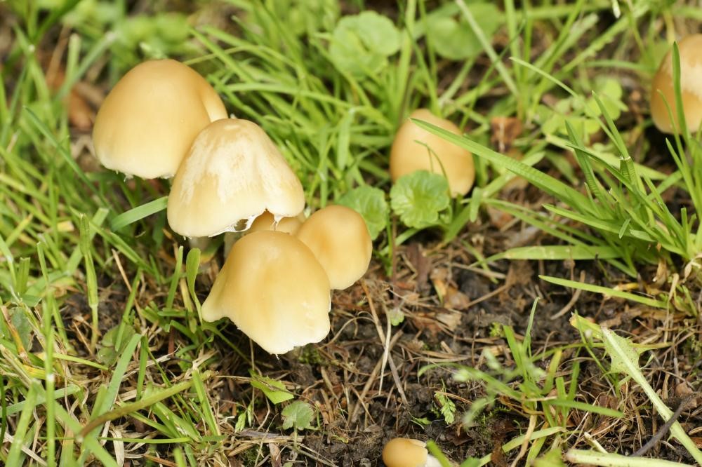 Prevent Mushroom Growth in Sod