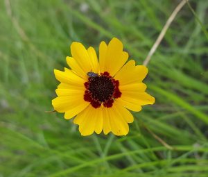 coreopsis flower perennials perennial