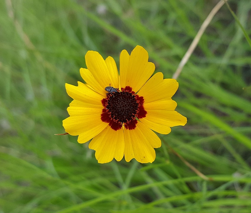 coreopsis-flower-perennial