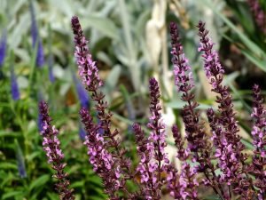 pink-salvia-flower- perennials perennial