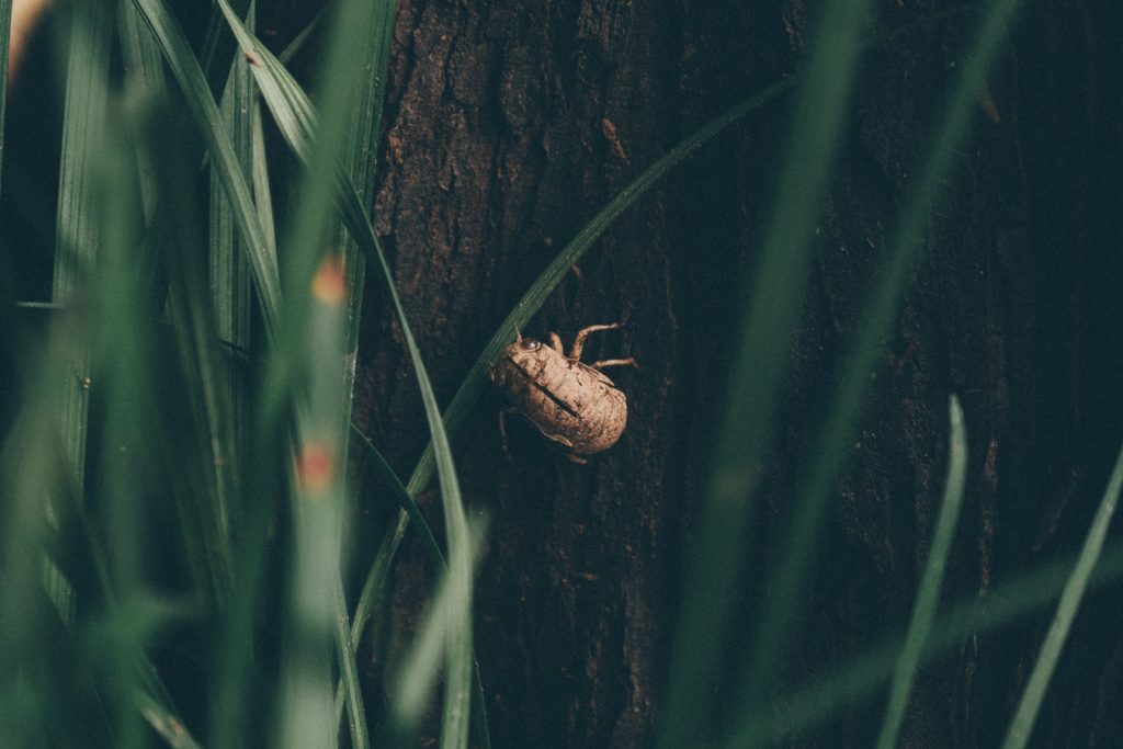 Common Lawn Pest June Beetle