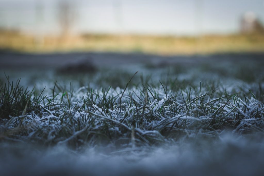 does grass die in winter