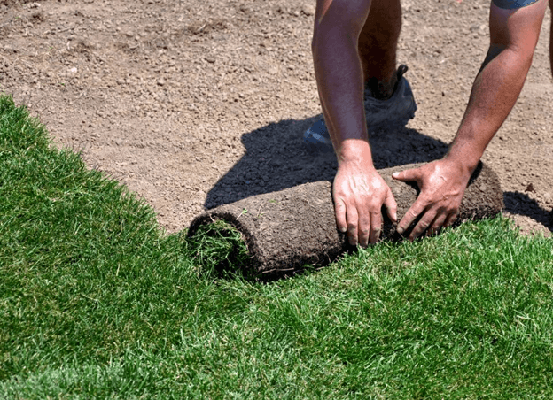 sod installation