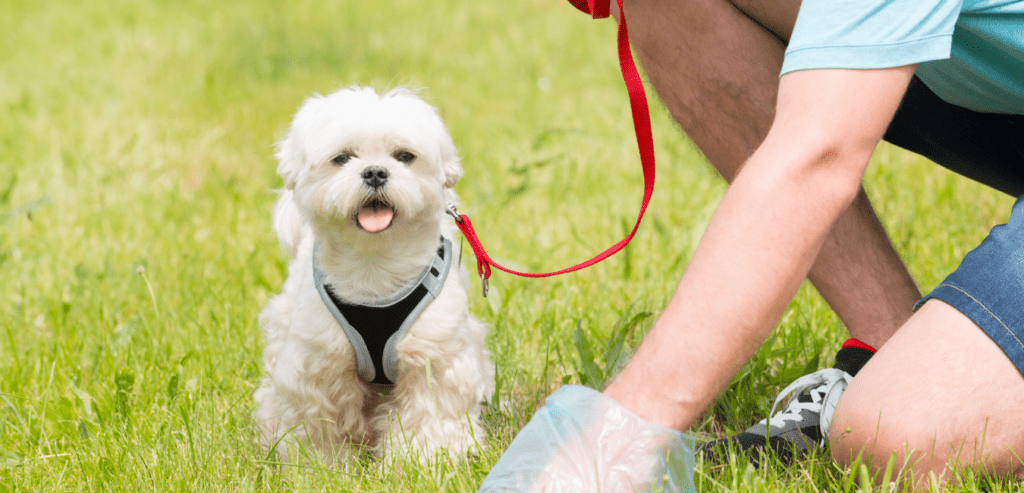 the best type of grass for your dogs