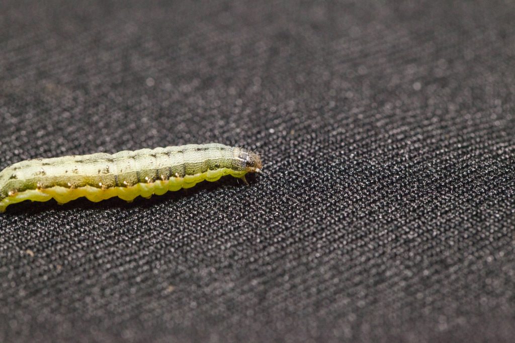 armyworm pest