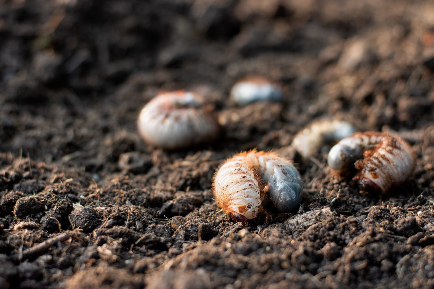 grubs in the garden