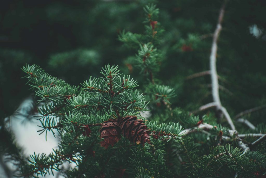 grass under pine trees