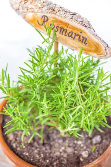 grow rosemary