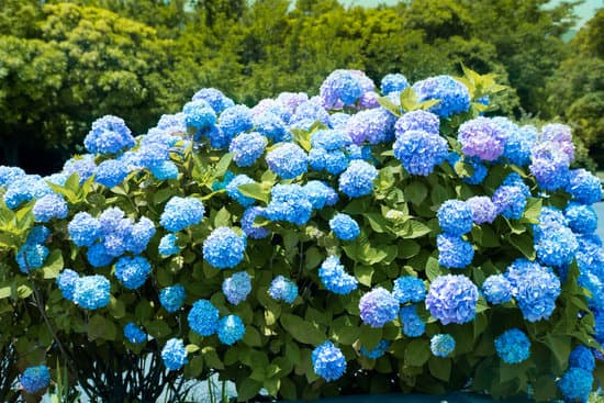 hydrangea not blooming