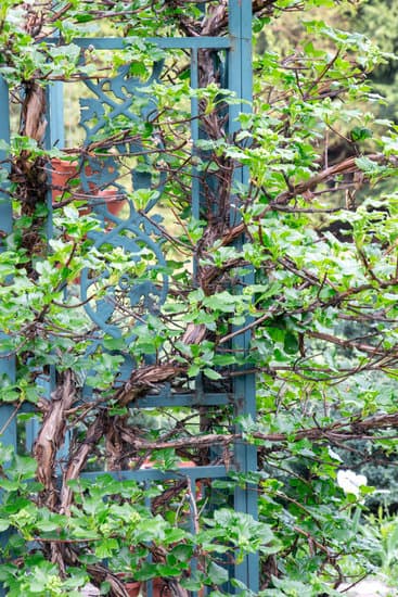 climbing hydrangeas