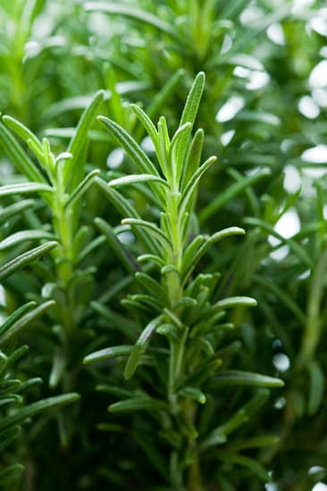 grow rosemary