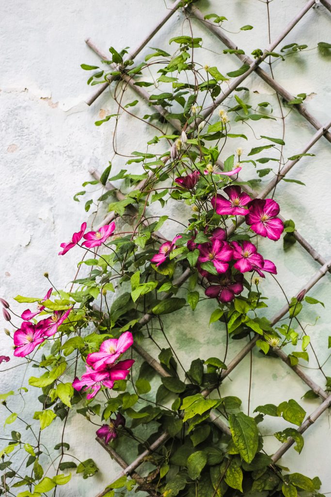 Flowering Vines