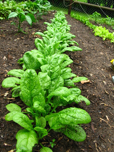 grow spinach