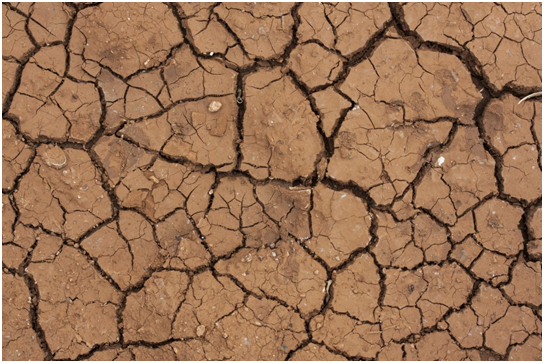 drought stress damage