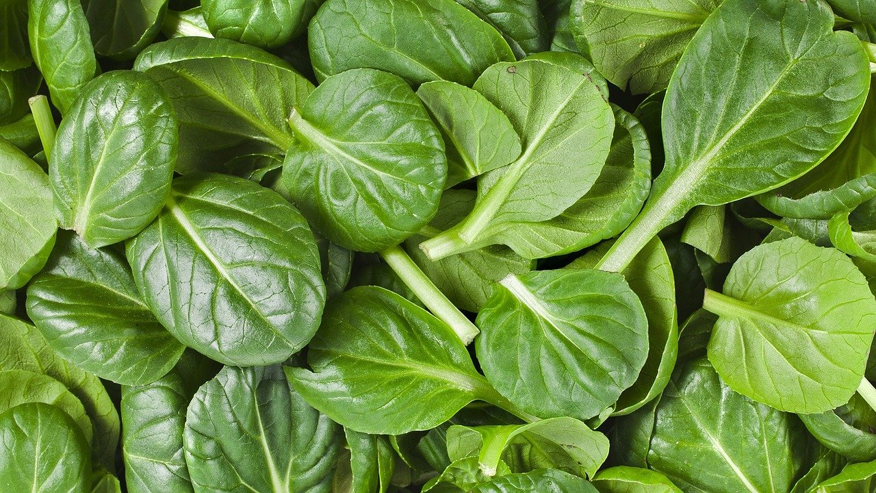 grow spinach