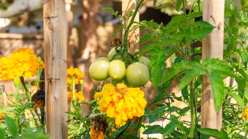 three sisters planting