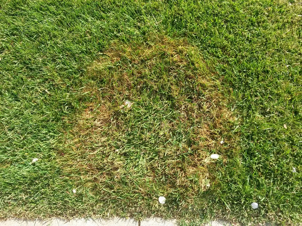 lawn fungus