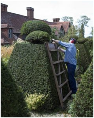 hedges and shrubs