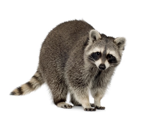 Raccoon Deterrence