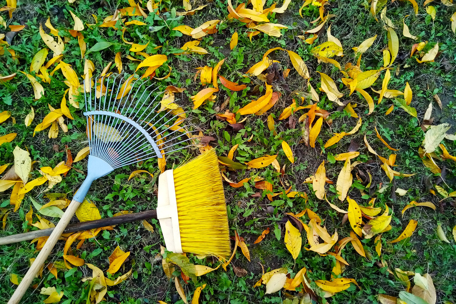 Rake And Broom Lying On The Yellow Fallen Leaves In The Fall.