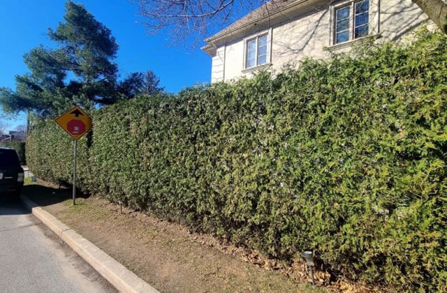 Landscaping Bridal Path Cedar Planting