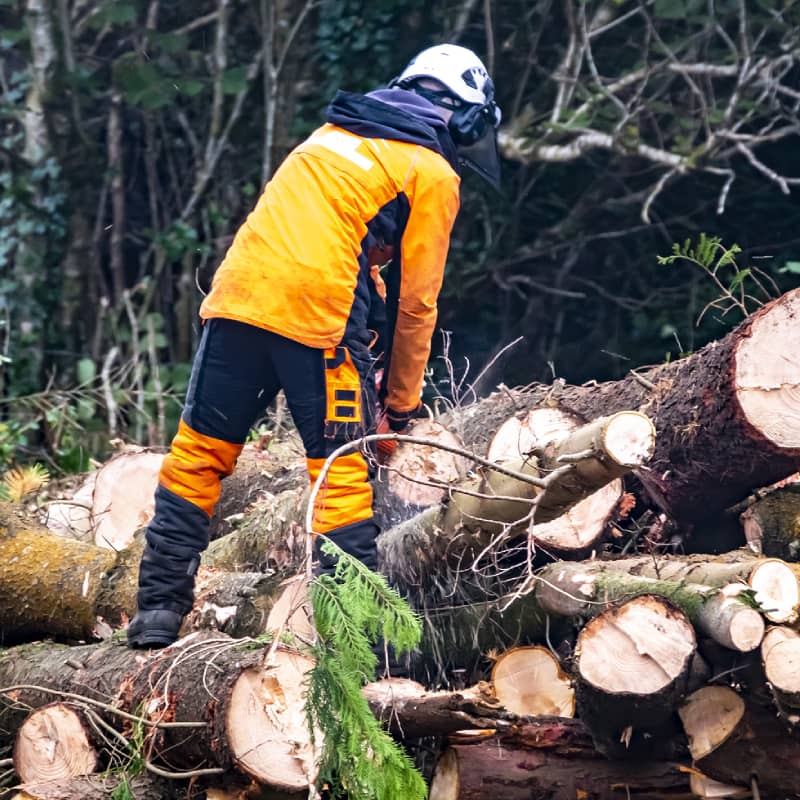 Stump Grinding And Tree Removal