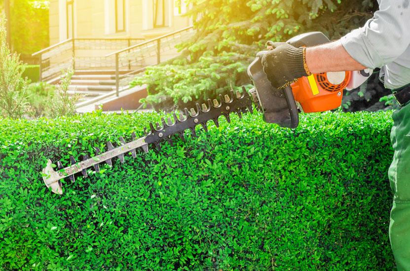 Spring Clean Up Services Hedge Trimming