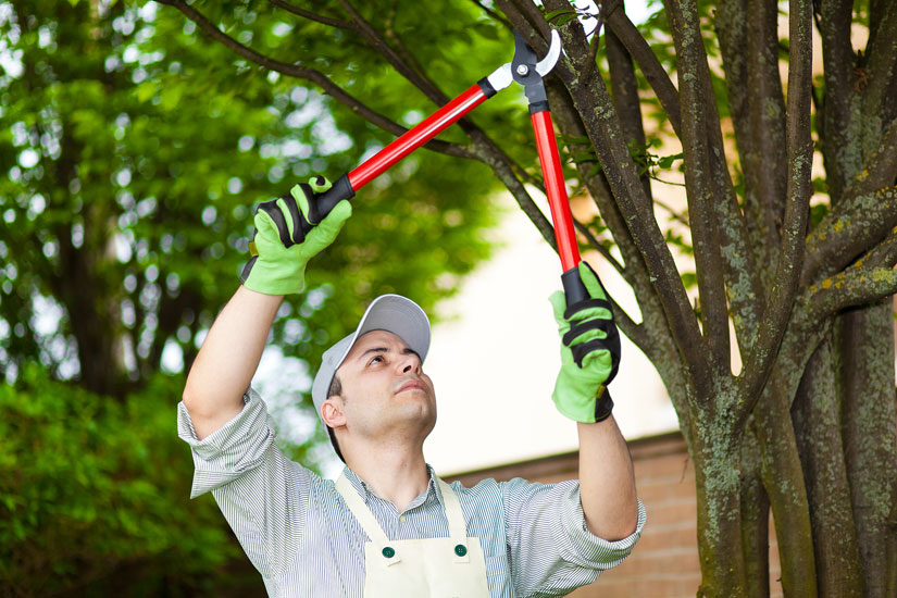 Spring Clean Up Services Tree Pruning